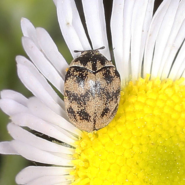 Dermestidae: Anthrenus signatus?
